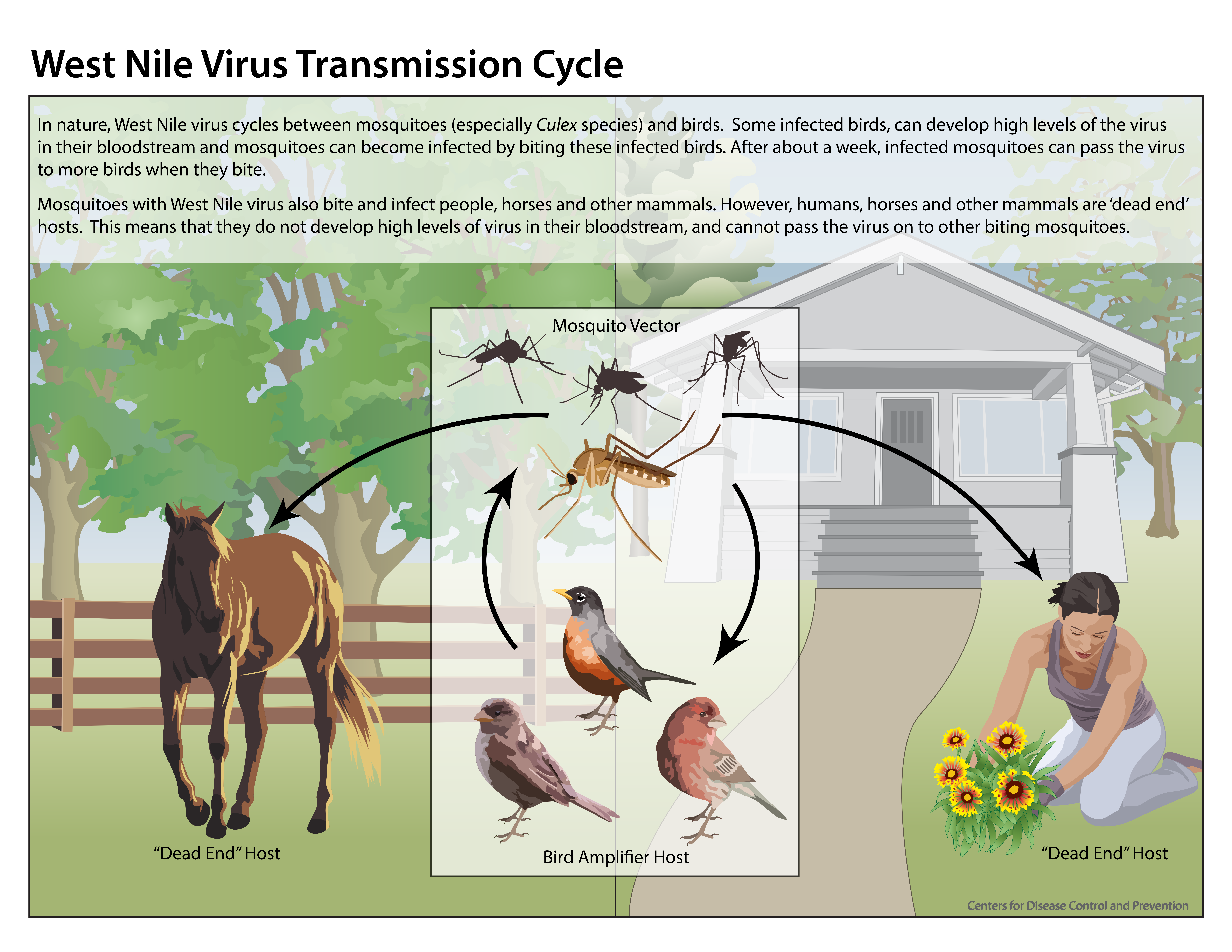 West Nile virus transmission cycle between Culex mosquitoes and birds, showing humans and horses as dead-end hosts.