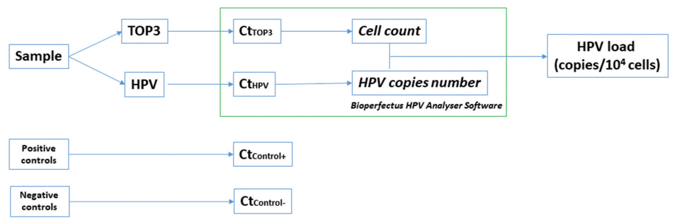 Schematic representation of normalized HPV viral load quantification using the BioPerfectus BMRT multiplex qPCR workflow and TOP3-based cellular normalization.
