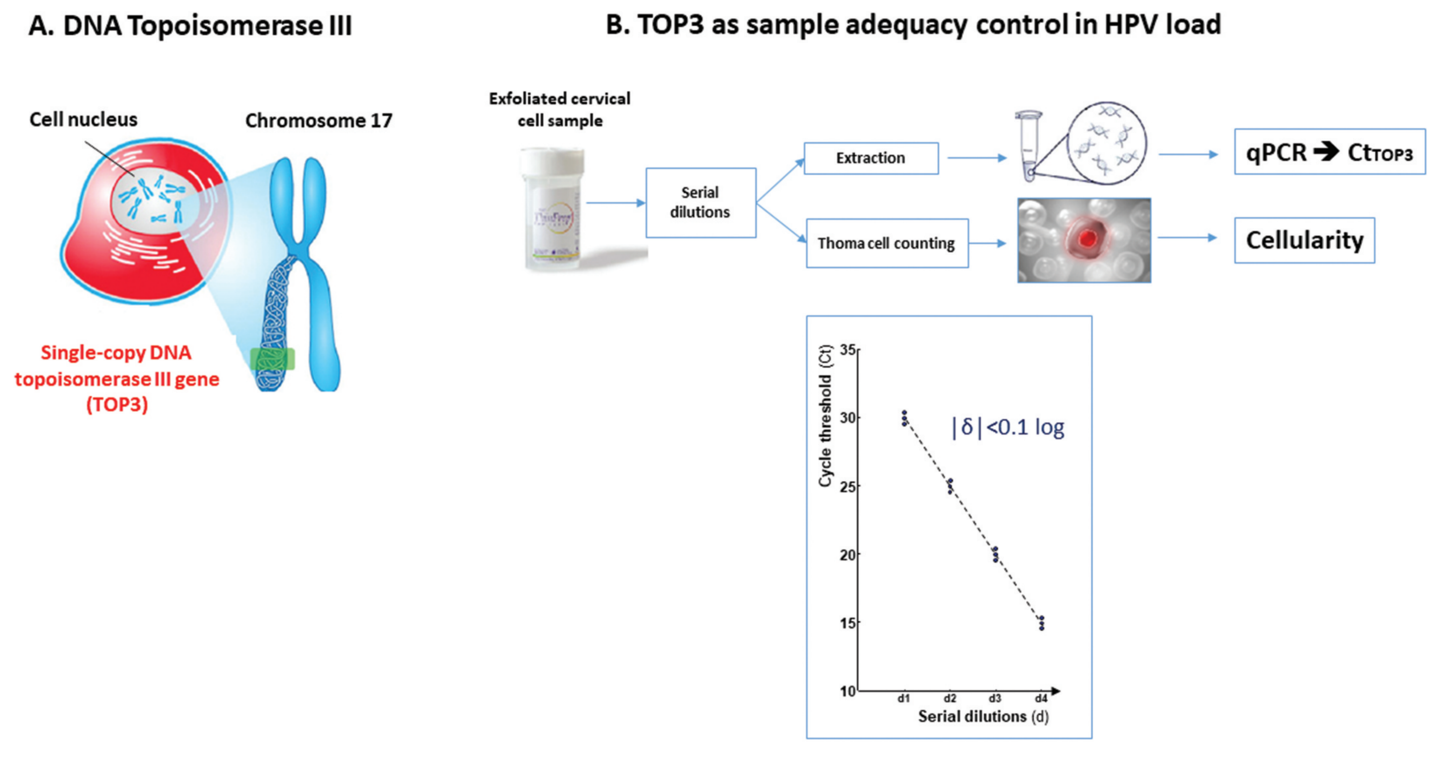 Diagram illustrating the use of TOP3 as a cellular reference for HPV viral load assessment by qPCR.